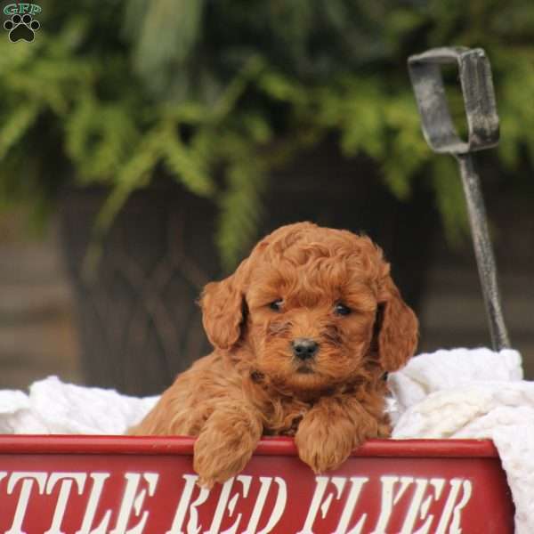 Cinnamon, Mini Goldendoodle Puppy